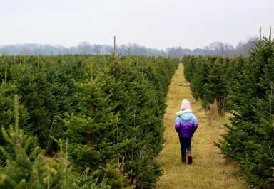 Christmas Tree Farms In and Around Westchester