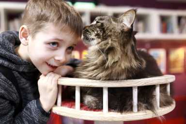 The Best Cat Café on Long Island & Westchester Family-Friendly Spots to Sip & Play with Cats