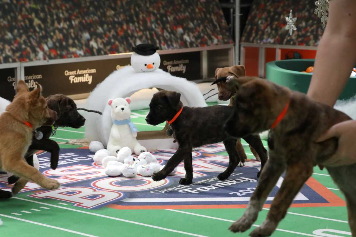 Adorable puppies playing at the Great American Rescue Bowl