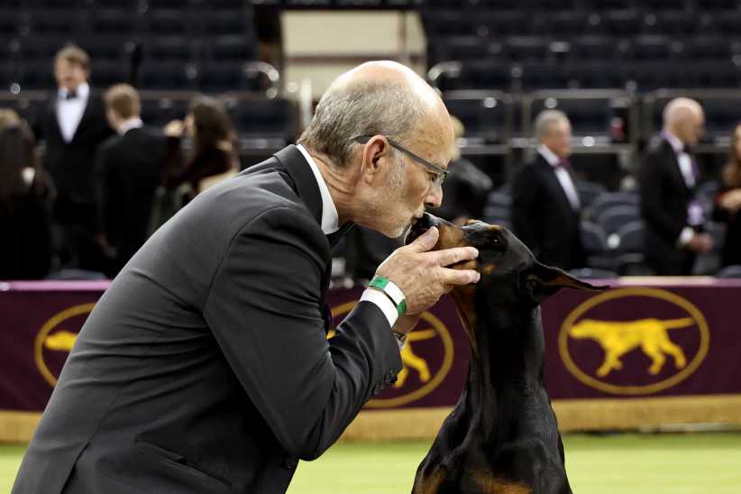 Penny, the Doberman Pinscher, winner of Best in Show, and his handler Andy Linton during the 150th Westminster Kennel Club Dog Show – Junior Showmanship, Group Judging (Sporting, Working, Terrier) + Best In Show at Madison Square Garden on February 03, 2026 in New York City.
