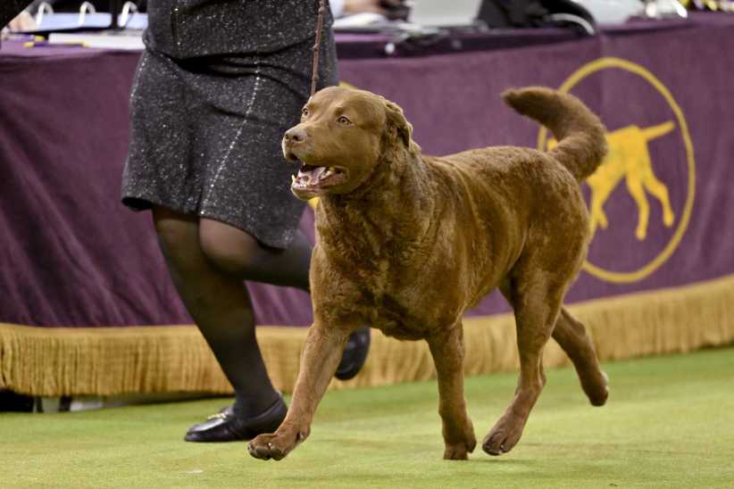 Cota, the Chesapeake Bay Retriever, 1st place winner of Sporting Group, competes during the 150th Westminster Kennel Club Dog Show – Junior Showmanship, Group Judging (Sporting, Working, Terrier) + Best In Show at Madison Square Garden on February 03, 2026 in New York City. 