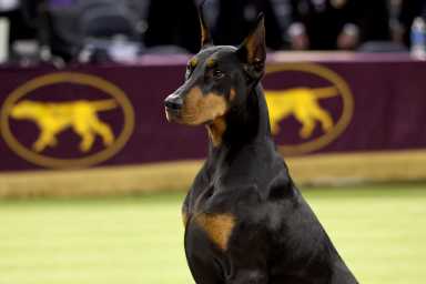 Penny, the Doberman Pinscher, winner of Best in Show, during the 150th Westminster Kennel Club Dog Show – Junior Showmanship, Group Judging (Sporting, Working, Terrier) + Best In Show at Madison Square Garden on February 03, 2026 in New York City.
