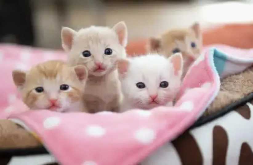 Adorable newborn kittens at Best Friends Kitten Adoption, Things to Do with the Kids This Weekend in NYC