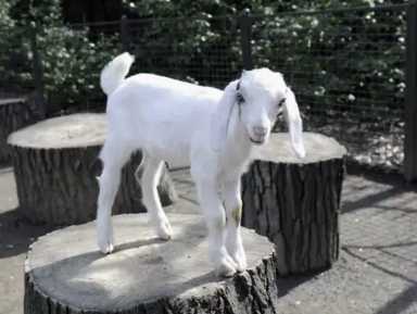 Things to Do with the Kids This Weekend in NYC, Nubian goat at Central Park Zoo looking at camera