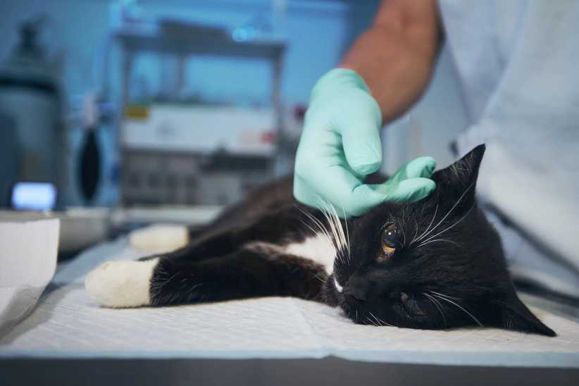 Hand of veterinary doctor stroking sick cat at animal hospital. Best Emergency Vets in NYC