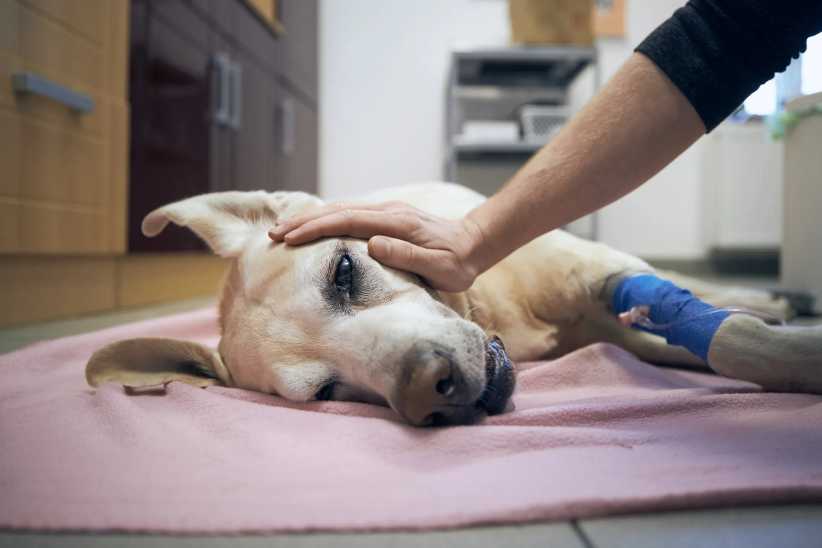 Old dog in animal hospital. Pet owner stroking his sick labrador retriever after surgery. Best Emergency Vets in NYC