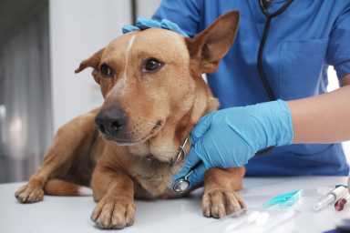 The veterinarian doctor treating, checking on dog at vet clinic. Best Emergency Vets in NYC