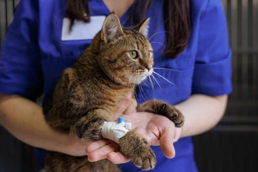 Veterinarian puts a catheter on a cat in a veterinary hospital, emergency care for animals. Best Emergency Vets in NYC